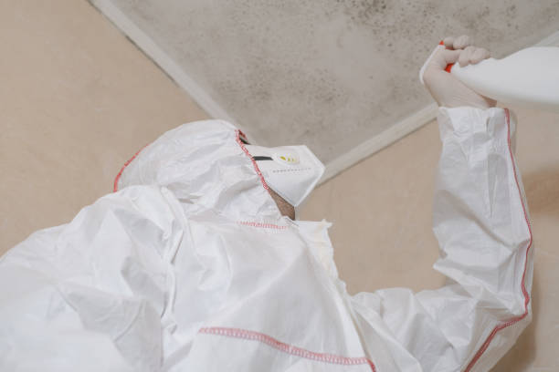 Home Mold Removal in Towson, MD